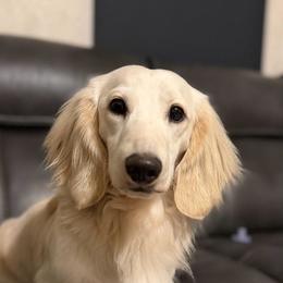 Creed 22 lbs (neutered) - Cream male Dachshund puppy in Pauls Valley, Oklahoma from Simply Happy Dachshunds