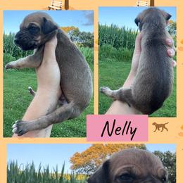 NELLY - Fawn female Great Dane puppy in Wellsville, New York from Prophecy Danes