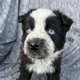 Roper - Black & white male Australian Shepherd puppy in Quaker City, Ohio from Wagon Wheel Aussies and Corgi’s