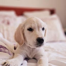 Brown Collar - Light golden male Golden Retriever puppy in Coarsegold, California from Sierra Hills Retrievers