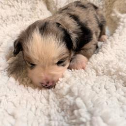 Dolly - Blue merle female Australian Shepherd puppy in Hogansville, Georgia from Blue Creek Farm