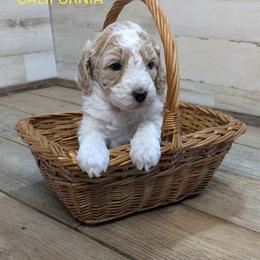 California - Parti female Goldendoodle puppy in Cambridge, Minnesota from Country Meadow Doodles
