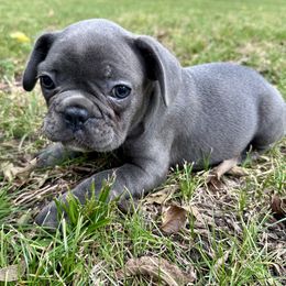 Dexter - Blue male French Bulldog puppy in Greenfield, Missouri from Hope Mountain French Bulldogs