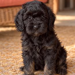 Ivy - Black and tan female Cavapoo puppy in Alachua, Florida from SongPaws
