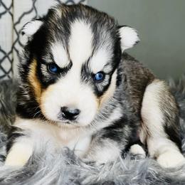 Egypt - Male 3 - Gray and white male Siberian Husky puppy in Monroe, Georgia from Beastly Beauties Huskies & Pomskies