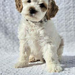 Cavapoo, Goldendoodle, and Labradoodle Puppies from Curls and Camo Pups