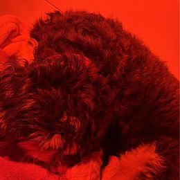 Girl 2 - Black and white female Bernedoodle puppy in Gainesville, Florida from Alyssa Xxweetdoodles