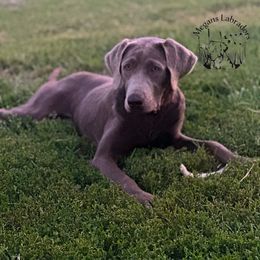 Journi - Labrador Retriever