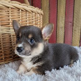 Jamie - Gray and white female American Corgi puppy in Shawnee, Oklahoma from Sunray Ranch