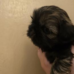 Girl 2 - Brindle female Shih Tzu puppy in Norris City, Illinois from Dainty and Darling Shih Tzu