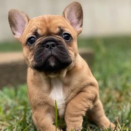 French Bulldogs from Head Turner Kennels, LLC