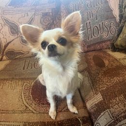 BABY - Chihuahua