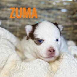 Zuma - Chocolate female Pomsky puppy in Grass Valley, California from Karalot Pomskies