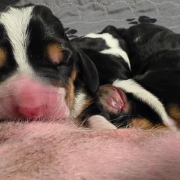 Boy - Black brown and white male Basset Hound puppy in Greenleaf, Idaho from Happy Acre Bassets