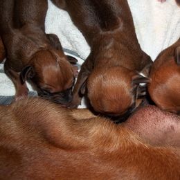 Rhodesian Ridgeback Puppies from ApacheRidge Ranch