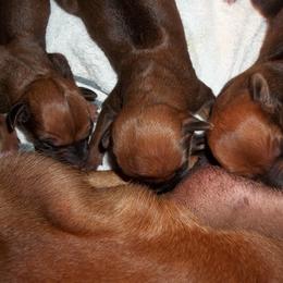 Rhodesian Ridgeback Puppies from ApacheRidge Ranch