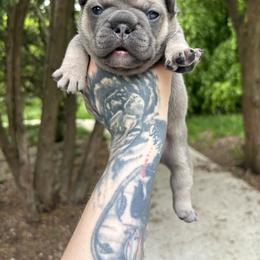 French Bulldog Puppies from Top Billin' Frenchies, LLC