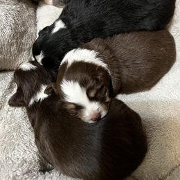 Miniature Australian Shepherd Puppies from 3J Farms Mini Aussies