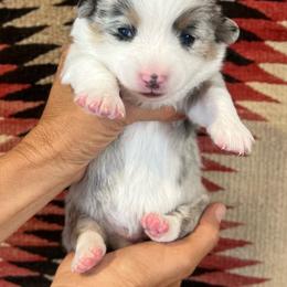 Dopey - Blue merle and white female American Corgi puppy in Tome, New Mexico from Blue Diamond Welsh corgis