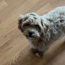 Cavapoos from Kelli Griffin's Cavapoos