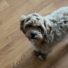 Cavapoos from Kelli Griffin's Cavapoos