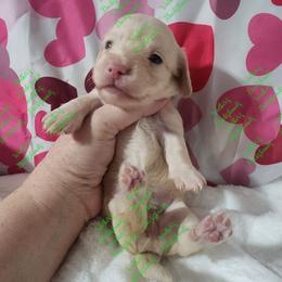 Chrissy Pet Only - Dachshund puppy from Walker's Dachshunds