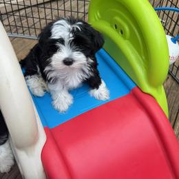 Havanese Puppies from Mt. Breeze