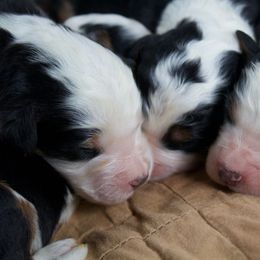 Male 3 - Tri-color male Bernedoodle puppy in Belgreen, Alabama from Scott’s Farm Poodles and Doodles