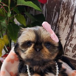 Shih Tzu Puppies from AZSHIHTZCREW