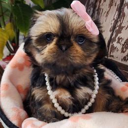 Shih Tzu Puppies from AZSHIHTZCREW
