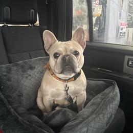 Hon Hon - French Bulldog