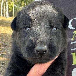 Black collar boy - Black male German Shepherd puppy in Lake City, Florida from Saylor Shepherds