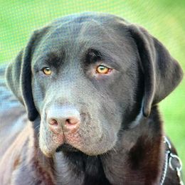 Stash - Labrador Retriever