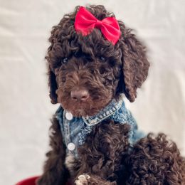 Girl 1 - Brown Poodle puppy in Lake City, Florida from 224 Doodles and Poodles