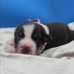 Pink Collar Girl - Black tri female Miniature American Shepherd puppy in Lexington, Kentucky from Deuce's Den