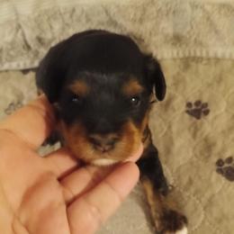 Boy one - Black and tan male Cavapoo puppy in East Providence, Rhode Island from Marta's Cavaliers
