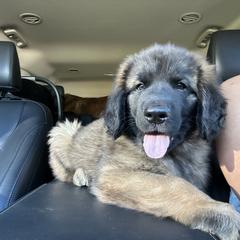Leonberger Puppies from Magnolia Leos