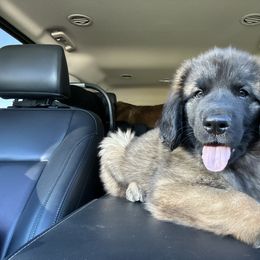 Leonberger Puppies from Magnolia Leos