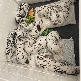 Dalmatian Puppies from Buckeye Dalmatians