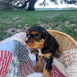 Dynamite - Black and tan male Cavalier King Charles Spaniel puppy in Stockdale, Texas from Great Oaks Farm Cavaliers