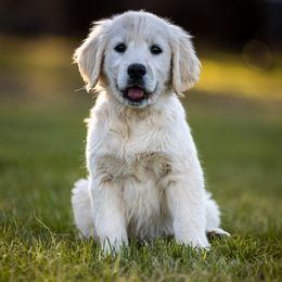 Golden Retriever Puppies from Coconut Cream Goldens