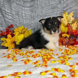 Girl 2 - Black and tan female Pembroke Welsh Corgi puppy in Surprise, Arizona from Ruff and Rowdy Corgis