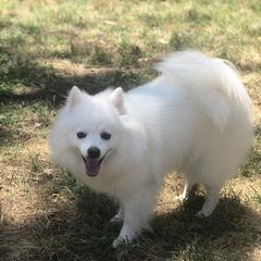 Hottie - American Eskimo Dog
