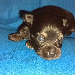 Dijon - Black male Chihuahua puppy in Williamsburg, Virginia from Chloe & Friends