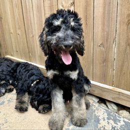 Tristan - Phantom Goldendoodle puppy in Jonesboro, Arkansas from N. E. Arkansas Goldens and Doodles