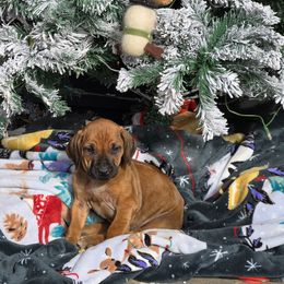 Netty  Pink Collar - Rd whtn blk nose female Rhodesian Ridgeback puppy in Gaffney, South Carolina from Circle D Farms