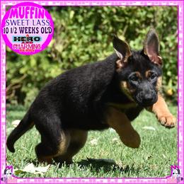 SWEET MUFFIN - Black and tan female German Shepherd puppy in Murrieta, California from Diamond Oaks German Shepherds