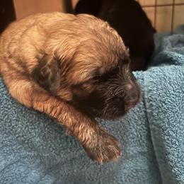 Bouvier Boy 3 - Fawn male Bouvier des Flandres puppy in Bethlehem, Connecticut from Bouviers Gate House