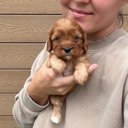 Colette - Apricot female Cavapoo puppy in Midland, North Carolina from Rocky River Cavapoos