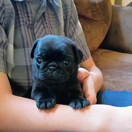 Jet black girl - Black female Pug puppy in Fall Creek, Wisconsin from Heartville Pugs